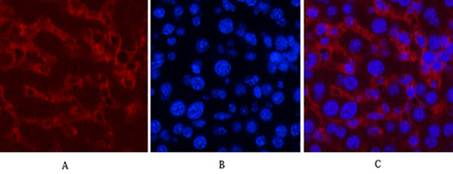 Fig.4. Immunofluorescence analysis of mouse liver tissue. 1, Caspase-8 Monoclonal Antibody  (red) was diluted at 1:200 (4°C, overnight). 2, Cy3 Labeled secondary antibody was diluted at 1:300 (room temperature, 50min). 3, Picture B: DAPI (blue) 10min. Picture A: Target. Picture B: DAPI. Picture C: merge of A+B.