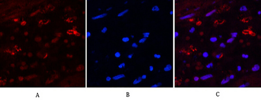 Fig.5. Immunofluorescence analysis of human appendix tissue. 1, HAO1 Monoclonal Antibody (red) was diluted at 1:200 (4°C, overnight). 2, Cy3 Labeled secondary antibody was diluted at 1:300 (room temperature, 50min). 3, Picture B: DAPI (blue) 10min. Picture A: Target. Picture B: DAPI. Picture C: merge of A+B.
