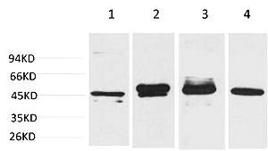 Fig.1. Western blot analysis of 1) Hela, 2) 293T, 3) Mouse Brain Tissue, 4) Rat Brain Tissue using GAP-43 Monoclonal Antibody.