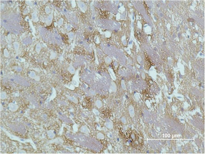 Fig.2. Immunohistochemical analysis of paraffin-embedded Rat Brain Tissue using GAP-43 Monoclonal Antibody.