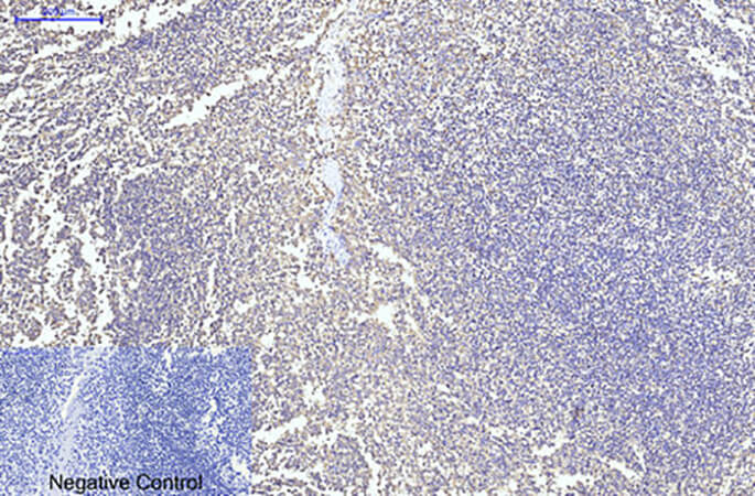 Fig.2. Immunohistochemical analysis of paraffin-embedded human tonsil tissue. 1, CYCS Monoclonal Antibody  was diluted at 1:200 (4°C, overnight). 2, Sodium citrate pH 6.0 was used for antibody retrieval (>98°C, 20min). 3, secondary antibody was diluted at 1:200 (room temperature, 30min). Negative control was used by secondary antibody only.