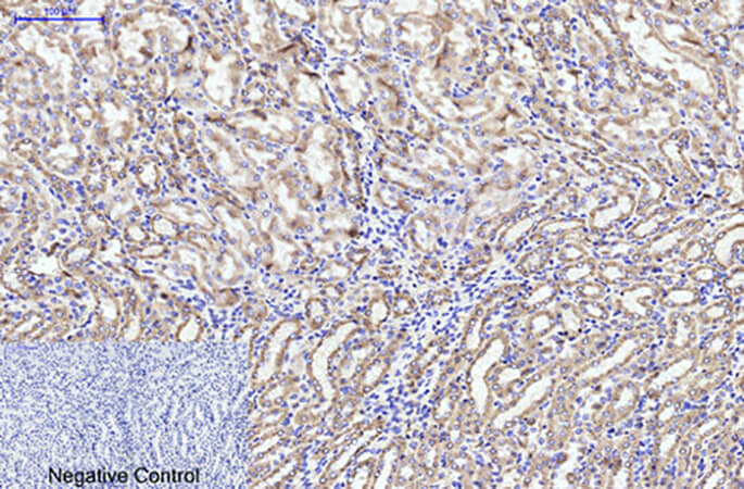 Fig.3. Immunohistochemical analysis of paraffin-embedded mouse kidney tissue. 1, CYCS Monoclonal Antibody  was diluted at 1:200 (4°C, overnight). 2, Sodium citrate pH 6.0 was used for antibody retrieval (>98°C, 20min). 3, secondary antibody was diluted at 1:200 (room temperature, 30min). Negative control was used by secondary antibody only.