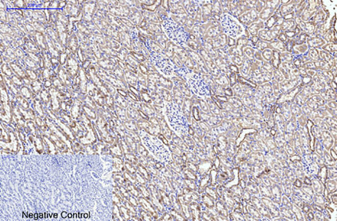 Fig.4. Immunohistochemical analysis of paraffin-embedded rat kidney tissue. 1, CYCS Monoclonal Antibody  was diluted at 1:200 (4°C, overnight). 2, Sodium citrate pH 6.0 was used for antibody retrieval (>98°C, 20min). 3, secondary antibody was diluted at 1:200 (room temperature, 30min). Negative control was used by secondary antibody only.