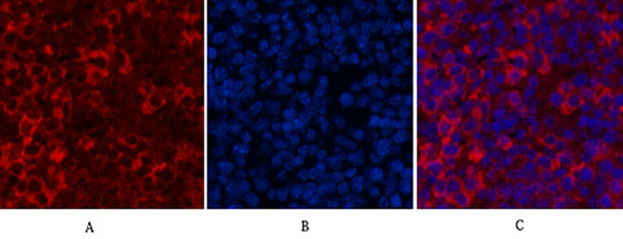 Fig.6. Immunofluorescence analysis of mouse spleen tissue. 1, CYCS Monoclonal Antibody (red) was diluted at 1:200 (4°C, overnight). 2, Cy3 Labeled secondary antibody was diluted at 1:300 (room temperature, 50min). 3, Picture B: DAPI (blue) 10min. Picture A: Target. Picture B: DAPI. Picture C: merge of A+B.