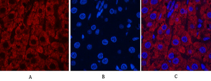 Fig.7. Immunofluorescence analysis of rat liver tissue. 1, CYCS Monoclonal Antibody  (red) was diluted at 1:200 (4°C, overnight). 2, Cy3 Labeled secondary antibody was diluted at 1:300 (room temperature, 50min). 3, Picture B: DAPI (blue) 10min. Picture A: Target. Picture B: DAPI. Picture C: merge of A+B.