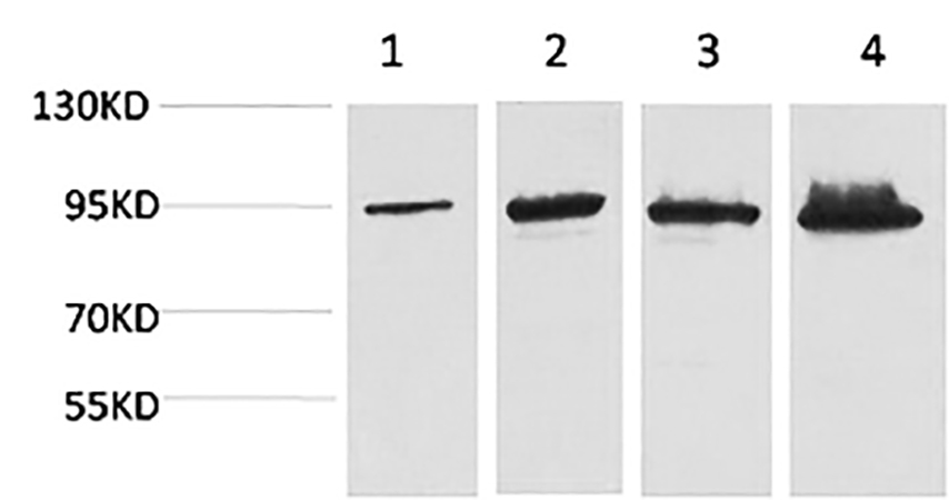 Fig.1. Western blot analysis of 1) Hela, 2) 293T, 3) Mouse Liver tissue, 4) Rat Liver tissue using Catenin-β Monoclonal Antibody.