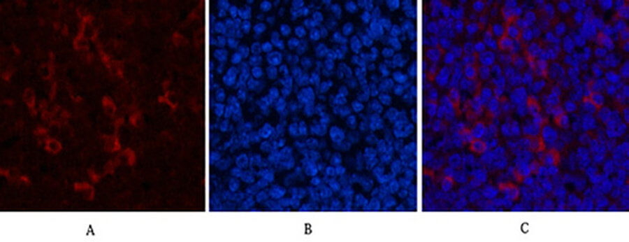 Fig.5. Immunofluorescence analysis of mouse spleen tissue. 1, Catenin-β Monoclonal Antibody (red) was diluted at 1:200 (4°C, overnight). 2, Cy3 Labeled secondary antibody was diluted at 1:300 (room temperature, 50min). 3, Picture B: DAPI (blue) 10min. Picture A: Target. Picture B: DAPI. Picture C: merge of A+B.