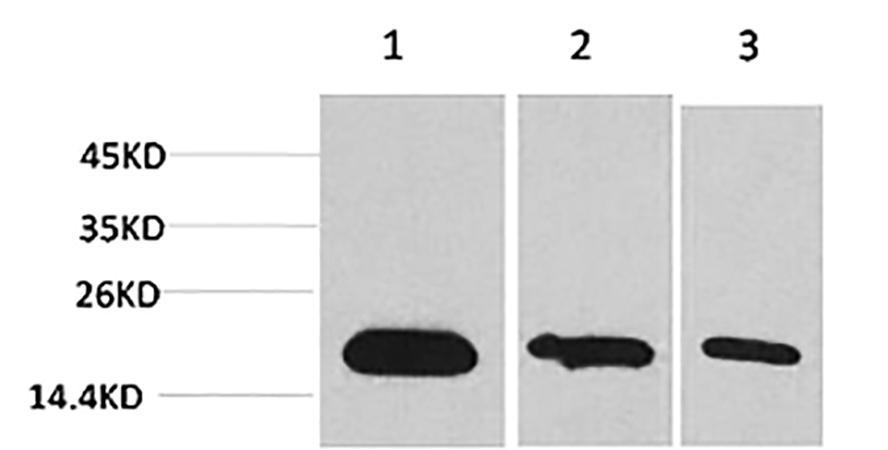 Fig.1. Western blot analysis of 1) Hela, 2) 293, 3) PC12 using Survivin Monoclonal Antibody.