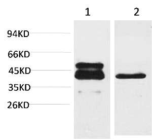 Fig.1. Western blot analysis of 1) A431,  2) 3T3 using CREB-1 Monoclonal Antibody.