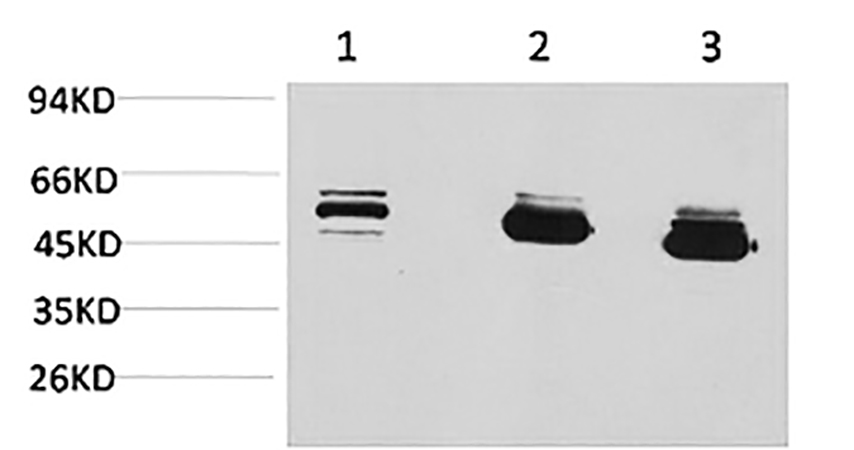 Fig.1. Western blot analysis of 1) MCF7, 2) mouse brain tissue, 3) rat brain tissue using MICU1 Monoclonal Antibody.