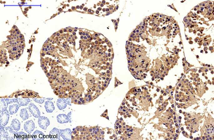 Fig.4. Immunohistochemical analysis of paraffin-embedded mouse testis tissue. 1, MICU1 Monoclonal Antibody was diluted at 1:200 (4°C, overnight). 2, Sodium citrate pH 6.0 was used for antibody retrieval (>98°C, 20min). 3, secondary antibody was diluted at 1:200 (room temperature, 30min). Negative control was used by secondary antibody only.