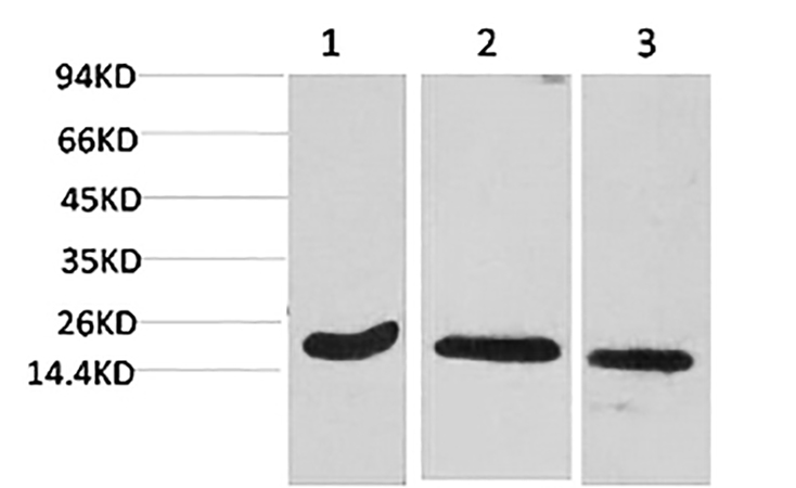 Fig.1. Western blot analysis of 1) Hela, 2) 3T3, 3) rat brain tissue using Active Caspase-3 Monoclonal Antibody.