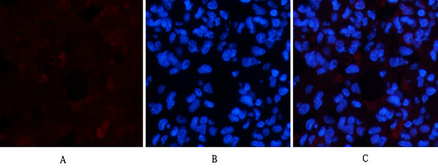 Fig.2. Immunofluorescence analysis of rat lung tissue. 1, Active Caspase-3 Monoclonal Antibody (red) was diluted at 1:200 (4°C, overnight). 2, Cy3 Labeled secondary antibody was diluted at 1:300 (room temperature, 50min). 3, Picture B: DAPI (blue) 10min. Picture A: Target. Picture B: DAPI. Picture C: merge of A+B.