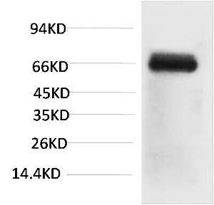 Fig. Western blot analysis of Bovine Serum Albumin using Bovine Serum Albumin Monoclonal Antibody.