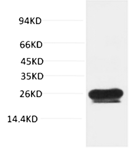 Fig.1. Western blot analysis of Hela with HSP27 Mouse mAb diluted at 1:2000.