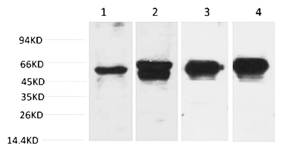 Fig.1. Western blot analysis of 1) Hela, 2) 293T, 3) Mouse Brain Tissue, 4) Rat Brain Tissue with c-Fos Mouse mAb diluted at 1:2000.