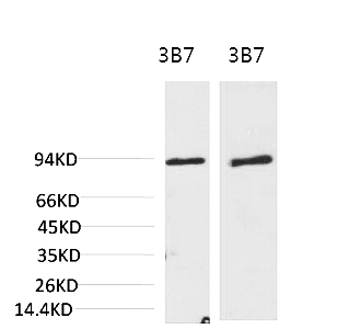 Fig.1. Western blot analysis of 1) 3T3, 2) Rat LiverTissue with PI3 Kinase P85α Mouse mAb diluted at 1:2000.