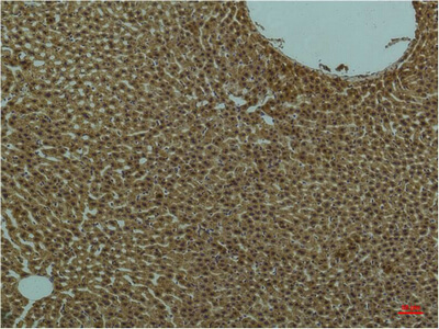 Fig.2. Immunohistochemical analysis of paraffin-embedded Rat Liver Tissue using PI3 Kinase P85 α Mouse mAb diluted at 1:200.