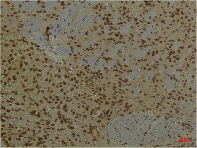 Fig.3. Immunohistochemical analysis of paraffin-embedded Mouse BrainTissue using PI3 Kinase P85 α Mouse mAb diluted at 1:200.