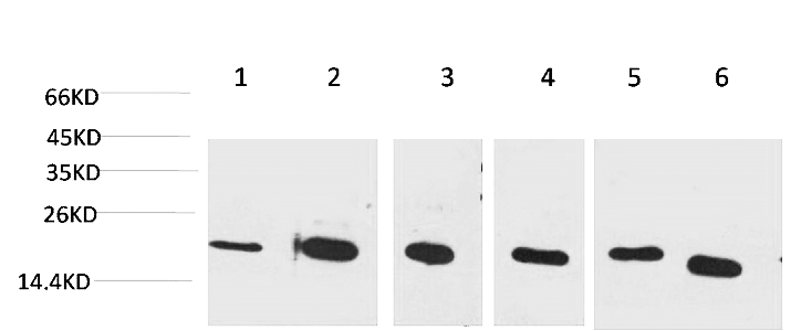 Fig.1. Western blot analysis of 1) Hela, 2) Jurkat, 3) 293T, 4) Rat Liver Tissue, 5) 3T3, 6) HepG2 with Cyclophilin B Mouse mAb diluted at 1:2000.