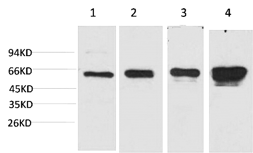 Fig.1. Western blot analysis of 1) Hela, 2) 293T, 3) 3T3, 4) PC12 with AMPK a1 Mouse mAb diluted at 1:2000.
