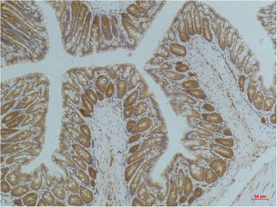 Fig.2. Immunohistochemical analysis of paraffin-embedded Mouse ColonTissue using AMPK a1 Mouse mAb diluted at 1:200.