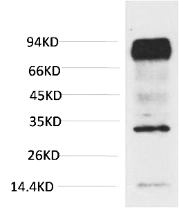 Fig.1. Western blot analysis of Mouse Brain Tissue with HIF-1 β/ARNT Mouse mAb diluted at 1:2000.