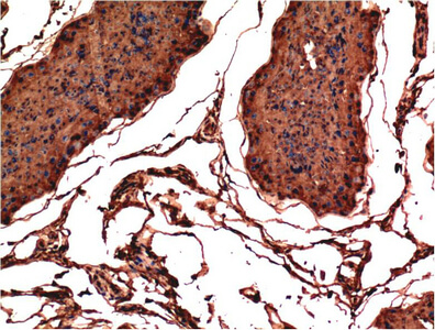 Fig.1. Immunohistochemical analysis of paraffin-embedded Rat Testis Tissue using Bax Mouse mAb diluted at 1:200.