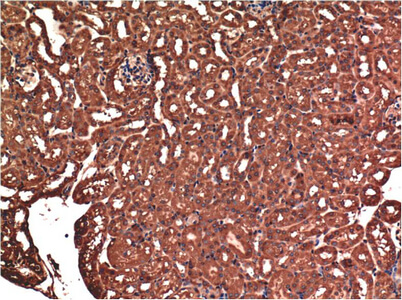 Fig.2. Immunohistochemical analysis of paraffin-embedded Mouse Kidney Tissue using Bax Mouse mAb diluted at 1:200.