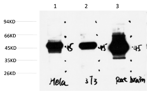 Fig.3. Western blot analysis of 1) Hela Cell Lysate, 2) 3T3 Cell Lysate, 3) Rat Brain Tissue Lysate using GSK3β Mouse mAb diluted at 1:1000.