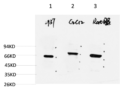 Fig.3. Western blot analysis of 1) 293T Cell Lysate, 2) C2C12 Cell Lysate, 3) Rat Brain Tissue Lysate using Beclin-1 Mouse mAb diluted at 1:2000.