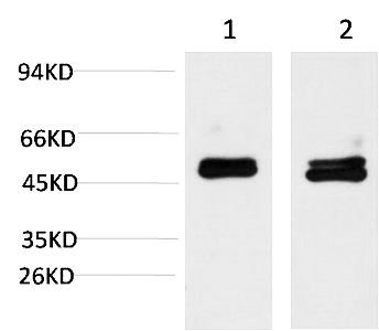 Fig.3. Western blot analysis of 1) Mouse Brain Tissue Lysate, 2) Rat Brain Tissue Lysate using Smad3 Mouse mAb diluted at 1:2000.