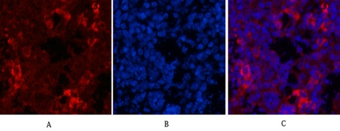 Fig.5. Immunofluorescence analysis of mouse spleen tissue. 1, HER2 Monoclonal Antibody (red) was diluted at 1:200 (4°C, overnight). 2, Cy3 Labeled secondary antibody was diluted at 1:300 (room temperature, 50min). 3, Picture B: DAPI (blue) 10min. Picture A: Target. Picture B: DAPI. Picture C: merge of A+B.