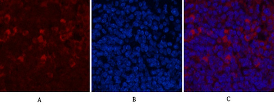 Fig.4. Immunofluorescence analysis of mouse spleen tissue. 1, CD68 Monoclonal Antibody (red) was diluted at 1:200 (4°C, overnight). 2, Cy3 Labeled secondary antibody was diluted at 1:300 (room temperature, 50min). 3, Picture B: DAPI (blue) 10min. Picture A: Target. Picture B: DAPI. Picture C: merge of A+B.