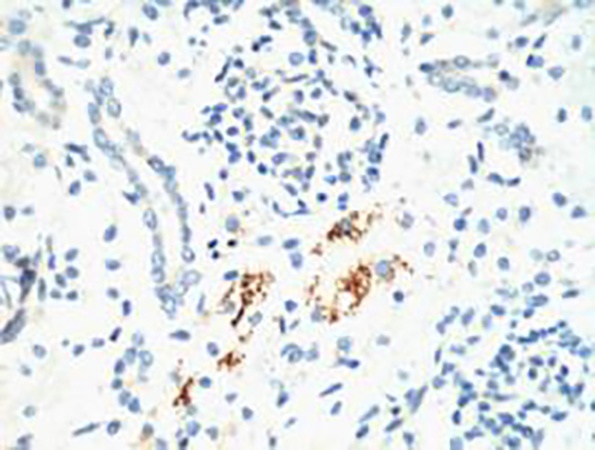 Fig.1. IHC-P staining of mouse kidney tissue, diluted at 1:200.