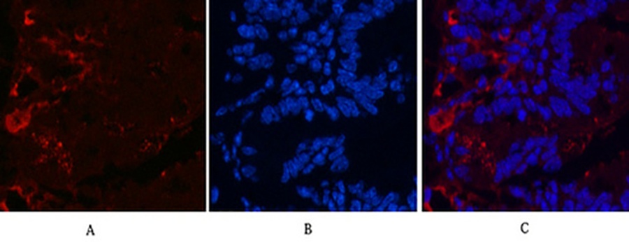 Fig.2. Immunofluorescence analysis of mouse colon tissue. 1, Kif 7 Monoclonal Antibody (red) was diluted at 1:200 (4°C, overnight). 2, Cy3 Labeled secondary antibody was diluted at 1:300 (room temperature, 50min). 3, Picture B: DAPI (blue) 10min. Picture A: Target. Picture B: DAPI. Picture C: merge of A+B.
