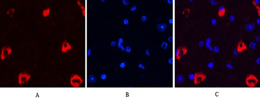 Fig.1. Immunofluorescence analysis of mouse brain tissue. 1, MAP2 Monoclonal Antibody (red) was diluted at 1:200 (4°C, overnight). 2, Cy3 Labeled secondary antibody was diluted at 1:300 (room temperature, 50min). 3, Picture B: DAPI (blue) 10min. Picture A: Target. Picture B: DAPI. Picture C: merge of A+B.