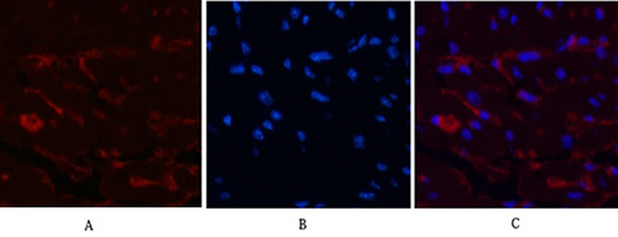 Fig.4. Immunofluorescence analysis of mouse heart tissue. 1, CD1 Monoclonal Antibody (red) was diluted at 1:200 (4°C, overnight). 2, Cy3 Labeled secondary antibody was diluted at 1:300 (room temperature, 50min). 3, Picture B: DAPI (blue) 10min. Picture A: Target. Picture B: DAPI. Picture C: merge of A+B.