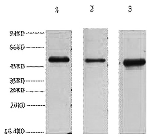 Fig.1. Western blot analysis of 1) 293T, 2) HepG2, 3) Hela, diluted at 1:3000.