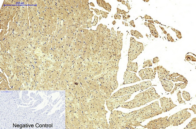 Fig.4. Immunohistochemical analysis of paraffin-embedded rat heart tissue. 1, FH Monoclonal Antibody was diluted at 1:200 (4°C, overnight). 2, Sodium citrate pH 6.0 was used for antibody retrieval (>98°C, 20min). 3, secondary antibody was diluted at 1:200 (room temperature, 30min). Negative control was used by secondary antibody only.