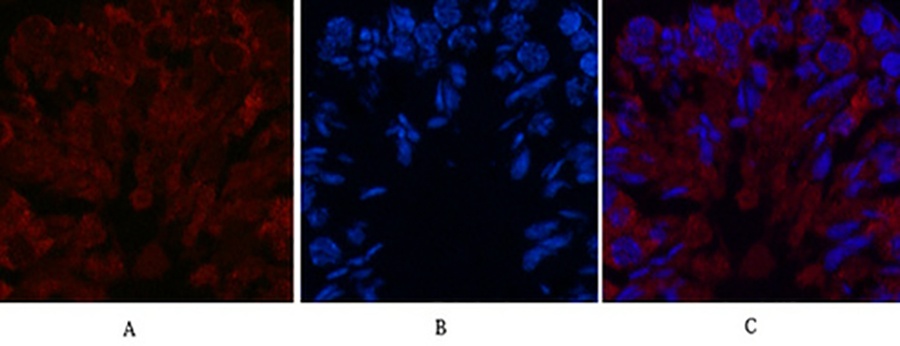 Fig.6. Immunofluorescence analysis of mouse testis tissue. 1, FH Monoclonal Antibody (red) was diluted at 1:200 (4°C, overnight). 2, Cy3 Labeled secondary antibody was diluted at 1:300 (room temperature, 50min). 3, Picture B: DAPI (blue) 10min. Picture A: Target. Picture B: DAPI. Picture C: merge of A+B.