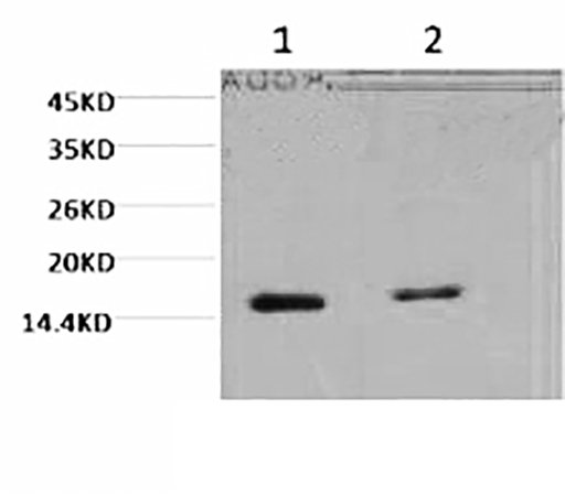 Fig.1. Western blot analysis of Hela, diluted at 1) 1:2000, 2) 1:5000.
