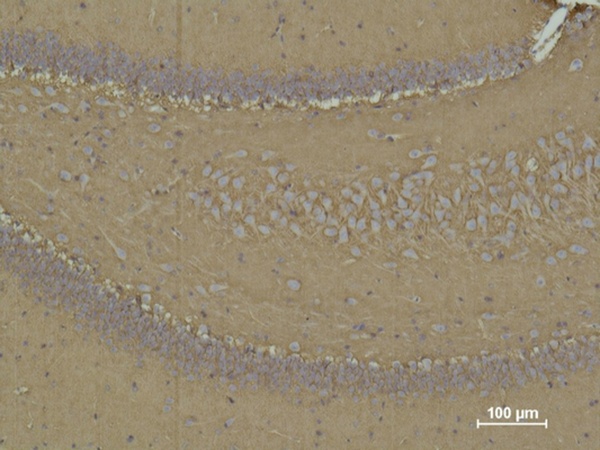 Fig.3. Immunohistochemical analysis of paraffin-embedded rat brain tissue using CD 15 Mouse mAb diluted at 1:500.