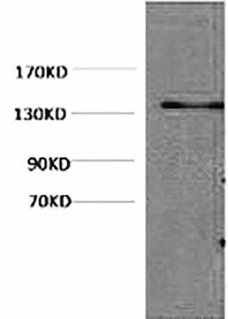 Fig.1. Western blot analysis of Hela, diluted at 1:1000.