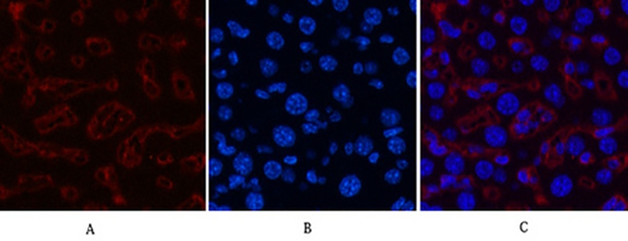 Fig.5. Immunofluorescence analysis of mouse liver tissue. 1, Collagen III Monoclonal Antibody (red) was diluted at 1:200 (4°C, overnight). 2, Cy3 Labeled secondary antibody was diluted at 1:300 (room temperature, 50min). 3, Picture B: DAPI (blue) 10min. Picture A: Target. Picture B: DAPI. Picture C: merge of A+B.