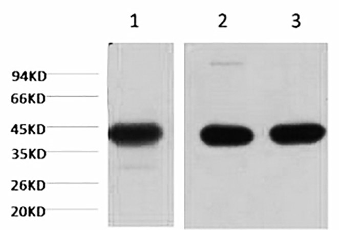 Fig.1. Western blot analysis of 1) Hela, 2) mouse brain tissue, 3) rat brain tissue, diluted at 1:20000.