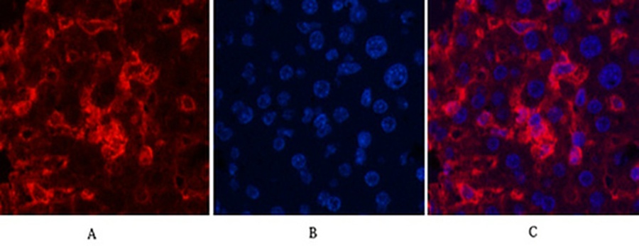 Fig.3. Immunofluorescence analysis of mouse liver tissue. 1, α skeletal muscle actin Monoclonal Antibody (red) was diluted at 1:200 (4°C, overnight). 2, Cy3 Labeled secondary antibody was diluted at 1:300 (room temperature, 50min). 3, Picture B: DAPI (blue) 10min. Picture A: Target. Picture B: DAPI. Picture C: merge of A+B.