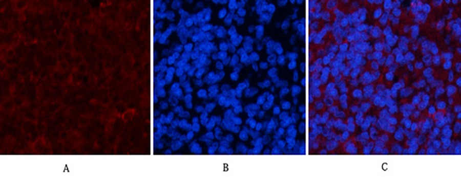 Fig.2. Immunofluorescence analysis of rat spleen tissue. 1, Cyclophilin B Monoclonal Antibody  (red) was diluted at 1:200 (4°C, overnight). 2, Cy3 Labeled secondary antibody was diluted at 1:300 (room temperature, 50min). 3, Picture B: DAPI (blue) 10min. Picture A: Target. Picture B: DAPI. Picture C: merge of A+B.