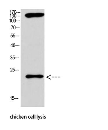 Fig.3. Western Blot analysis of chicken cell lysis using Antibody diluted at 1:1000.