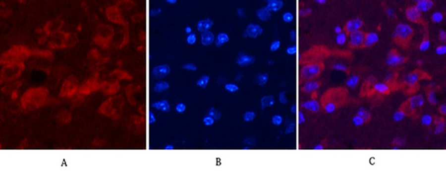 Fig.2. Immunofluorescence analysis of mouse brain tissue. 1, Ubiquitin Mouse Monoclonal Antibody (5F1) (red) was diluted at 1:200 (4°C, overnight). 2, Cy3 Labeled secondary antibody was diluted at 1:300 (room temperature, 50min). 3, Picture B: DAPI (blue) 10min. Picture A: Target. Picture B: DAPI. Picture C: merge of A+B.
